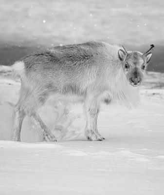 Reindeer in Winter Wonderland